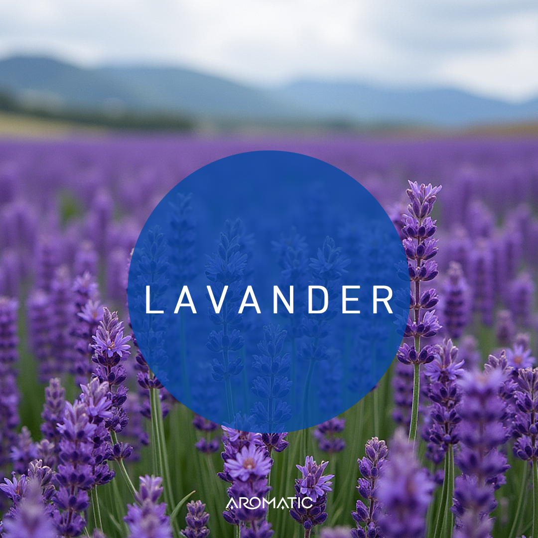 Lavender Fragrance Oil